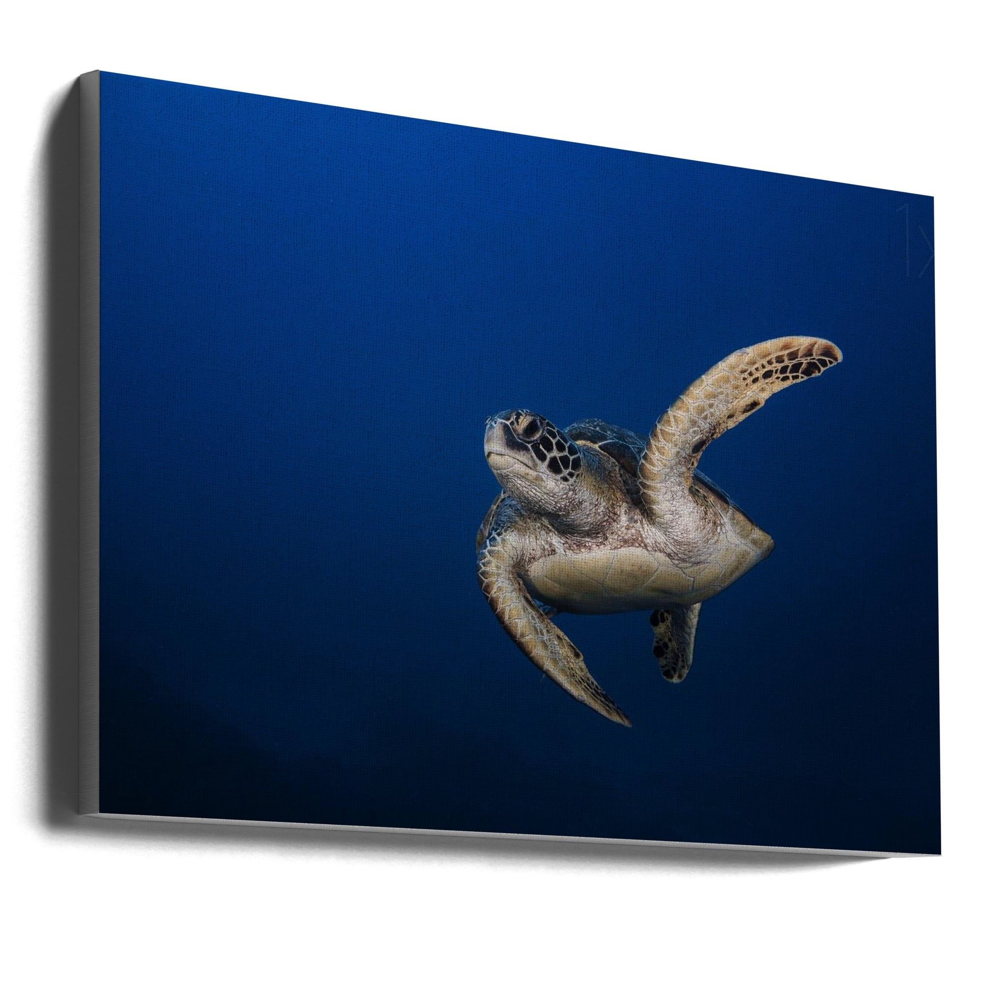 Wall art Green Turtle-0
