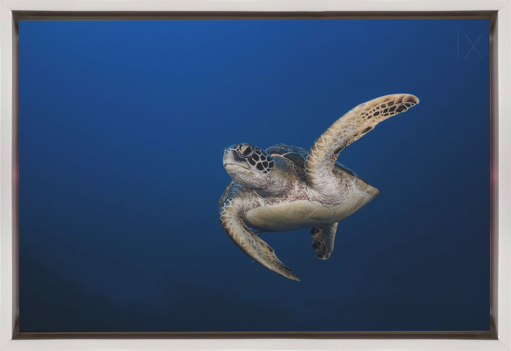Wall art Green Turtle-1