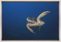Wall art Green Turtle-1
