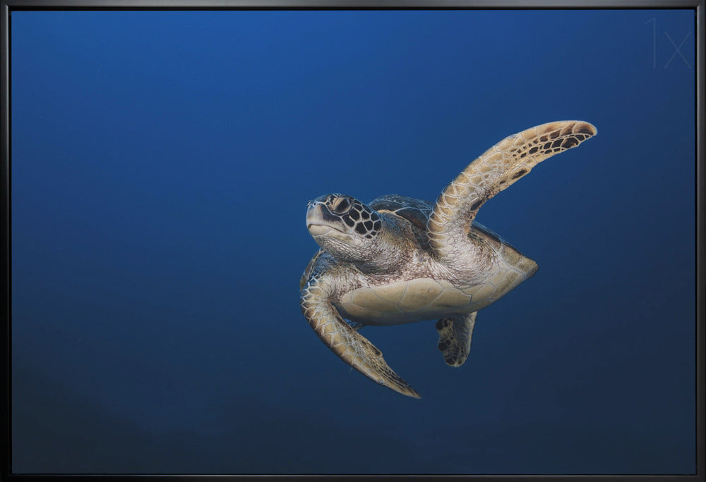 Wall art Green Turtle-2