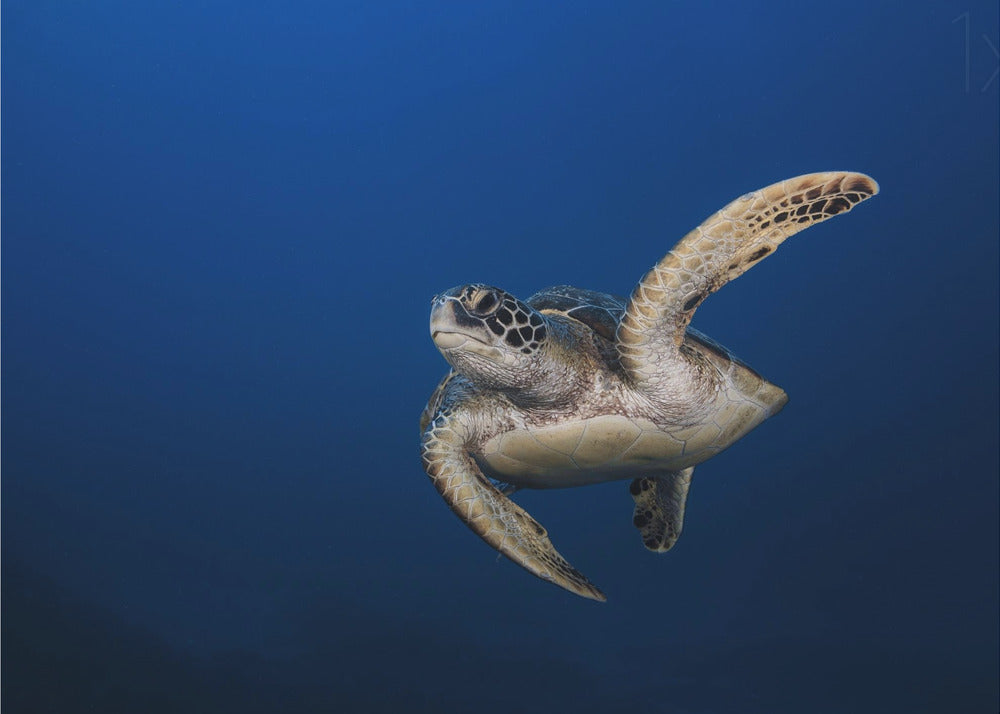 Wall art Green Turtle-3